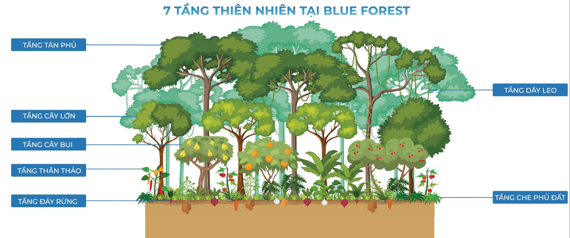 7 tầng thiên nhiên tại Blue Forest